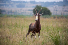 Curious Blesbok Standing In The Tall Green Grass
