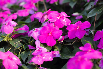 fresh purple flowers bouquet decoration in natural garden , beautiful tropical background in spring season . exotic various bundle blossom . romantic scenic at royal national park in Thailand .