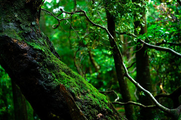 Poster - Yakushima Collection