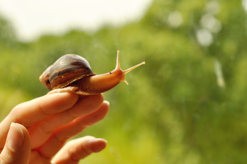 African snail sits on the hand