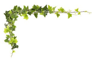 Frame of ivy -Fresh ivy leaves isolated on white background, clipping path included