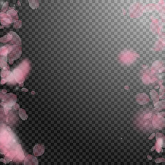 Sakura petals falling down. Romantic pink flowers borders. Flying petals on transparent square backg