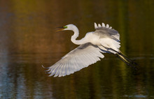 Great White Egret In Golden Light.CR2