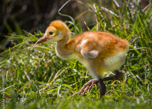 Fotografie, Obraz Sandhill crane few day old chick walks.CR2