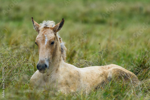 Plakat portret konia leżącego na trawie z bliska