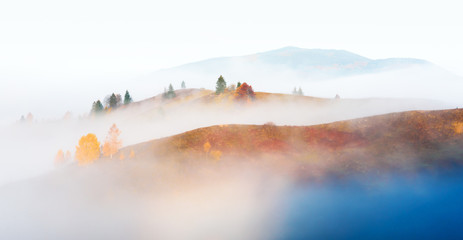 Wall Mural - Amazing scene on autumn mountains. Yellow and orange trees in fantastic morning sunlight. Carpathians, Europe. Landscape photography