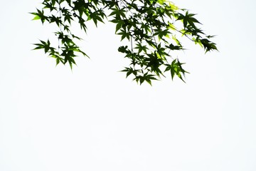 Poster - Fresh green leaves in early summer