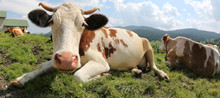 White And Brown Cows In The Mountains