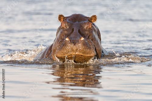 Fotomural Angry hippopotamus charging the boat on the Chobe River at sunrise