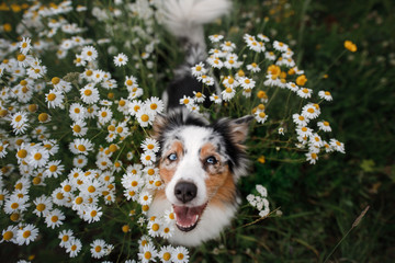 Wall Mural - A happy dog in flowers. The pet is smiling. Field Camomiles. The Astralian Shepherd Tricolor