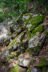 Moss on rocks