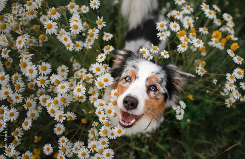 A happy dog in flowers. The pet is smiling. Field Camomiles. The Astralian Shepherd Tricolor © annaav