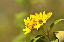 Close Up Of Yellow Wild Flowers With Vibrant Colors Background
