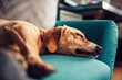 © kerkezz - Dog sleeping on a sofa