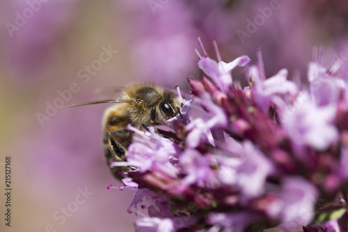 Plakat Pszczoła miodna (Apis mellifera) na Oregano (Origanum laevigatum &quot;Herenhausen&quot;)