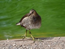 Young Coot
