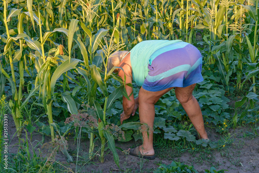 bent over mature Mature woman is bending over cucumber vegetable patch. Stock Photo | Adobe Stock