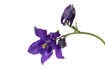 Wall Mural - Purple  aquilegia flower isolated on white background. Granny’s bonnet, columbine.