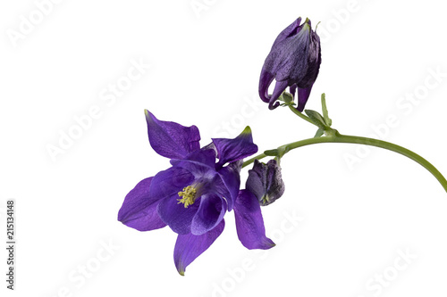 Cuadros en Lienzo Purple aquilegia flower isolated on white background