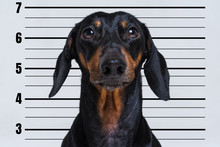 Cute Dog Dachshund, Black And Tan, At Police Office On The Background  Department Banner