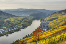 River Mosel With Zell-Merl At Fall, Rhineland-Palatinate, Germany