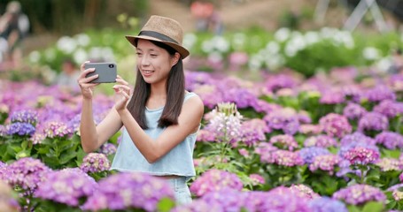 Canvas Print - Woman taking photo on cellphone in Hydrangea garden