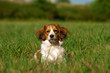 © DoraZett - Kooikerhondje in einer Wiese