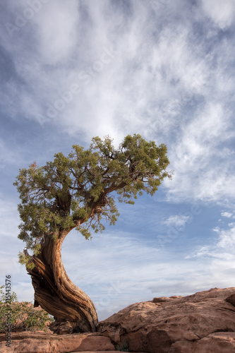 Fotografia, Obraz A windswept tree against a blue sky in Canyonlands National Park