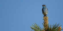 A Mountain Bluebird Perched On The Tip Of Tree Branch Against A Blue Sky, Horizontal