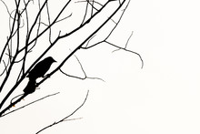 Silhouette Of A Raven Or Crow On A Tree Branch