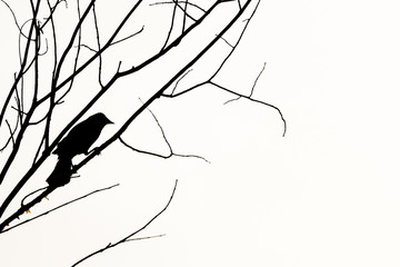 silhouette of a raven or crow on a tree branch