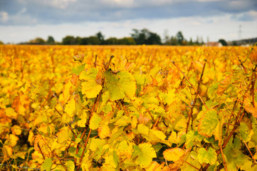 Wall Mural - Vineyard and trees at sunset. Autumn in Loire Valley (Val de Loire, France)