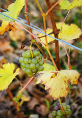 Wall Mural - Closeup of green grapes at vineyard at sunset. Autumn in Loire Valley (Val de Loire, France) Selective focus on the grapes.