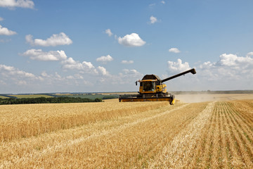 Combine harvests wheat on a field in sunny summer day