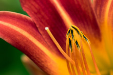 Red And Orange Daylily Flower