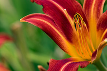 Red And Orange Daylily Flower