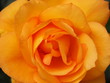 Macro of Yellow and Orange Rose