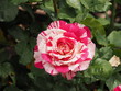 White and Red Tie-dyed Rose with Leaves