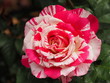 White and Red Tie-dyed Rose