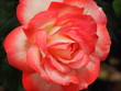 Closeup of Peach Tipped Rose
