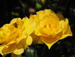 Bee with Twin Yellow Roses
