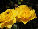 Fototapeta Konie - Bee with Twin Yellow Roses
