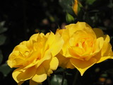 Fototapeta Konie - Twin Yellow Roses
