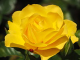 Fototapeta Konie - Ladybug on Edge of Yellow Rose Petal