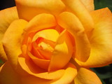 Fototapeta Konie - Orange Rose in Sunlight Closeup