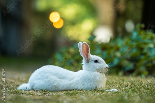 Plakat biały królik r. na trawie w cieniu odpocząć