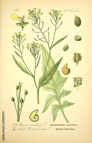  Plakaty botaniczne   ilustracja-rosliny