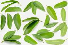 Green Mango Leaves On White Background And Texture.