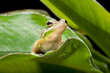 Wall Mural - Green Tree Frog