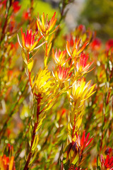 Sun seeker flowers absorbing the sunlight at Mount Tomah Botanic Garden in the Blue Mountains, New South Wales, Australia.